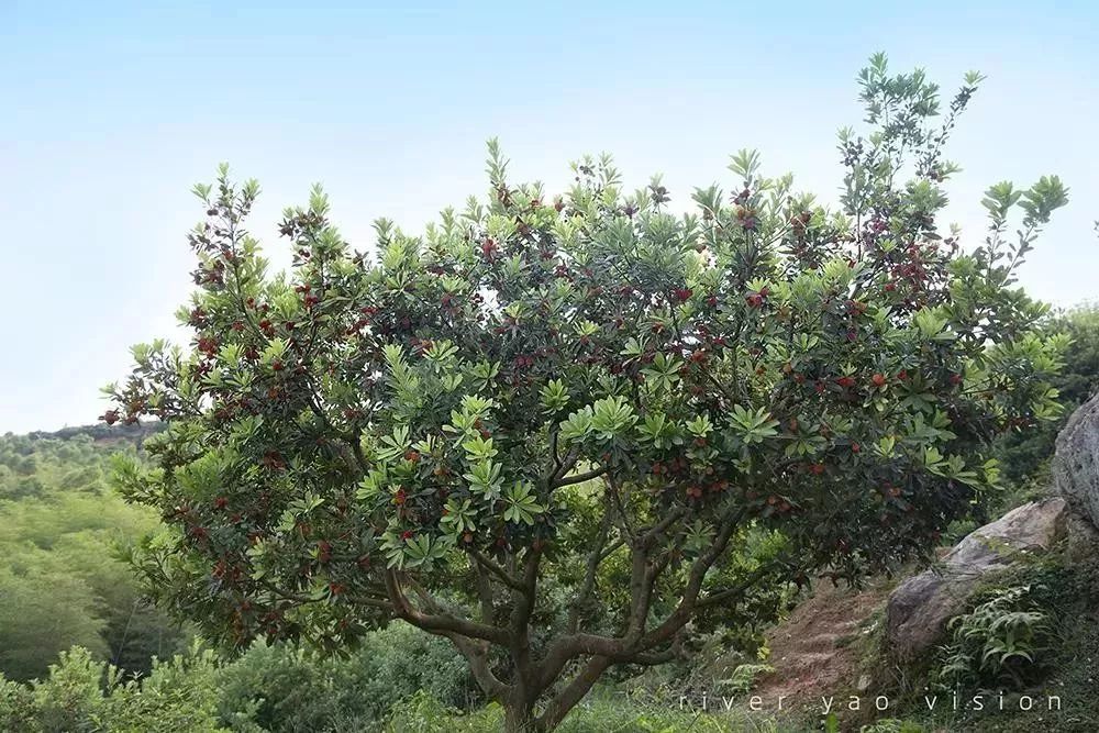 今年的杨梅哪里有采摘的,端午节摘杨梅的地方
