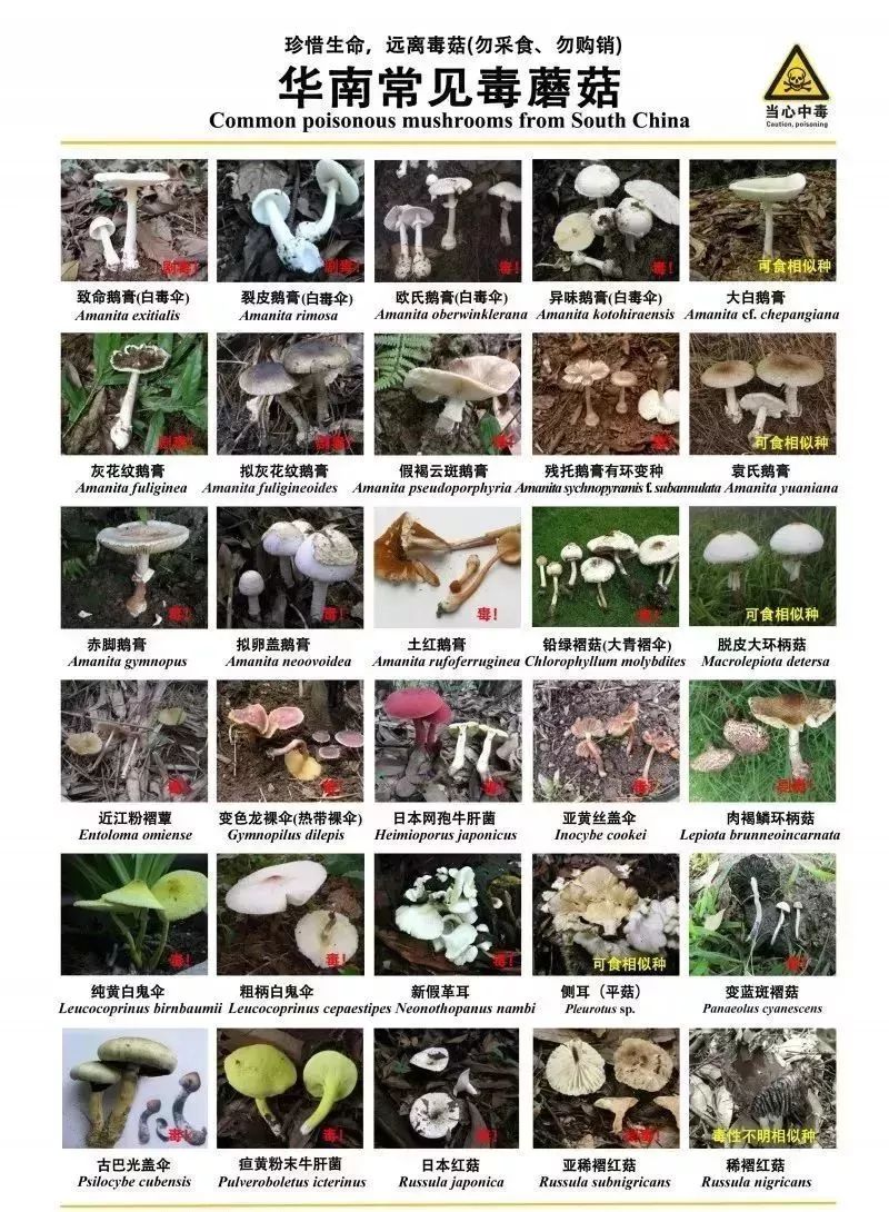 我市权威部门发布紧急提醒！中毒高发季，坚决不采不购不食用