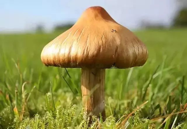 我市权威部门发布紧急提醒！中毒高发季，坚决不采不购不食用