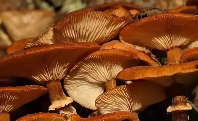 我市权威部门发布紧急提醒！中毒高发季，坚决不采不购不食用