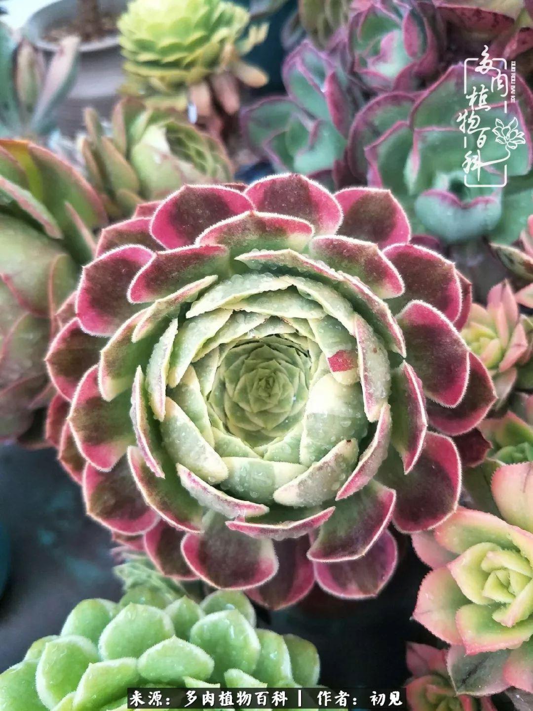 紧张焦虑高考,高考紧张时刻有你陪伴