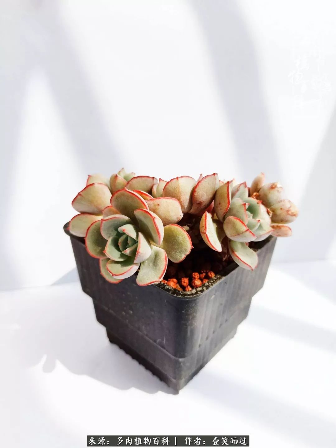 跌入神坛的多肉,跌入凡间的精灵舞蹈完整版