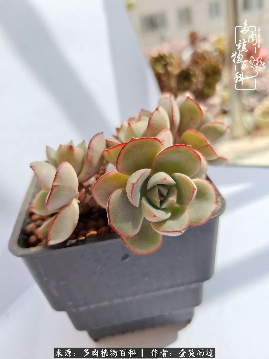 跌入神坛的多肉,跌入凡间的精灵舞蹈完整版