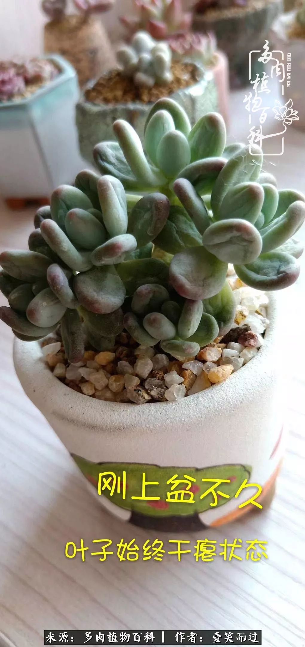 跌入神坛的多肉,跌入凡间的精灵舞蹈完整版