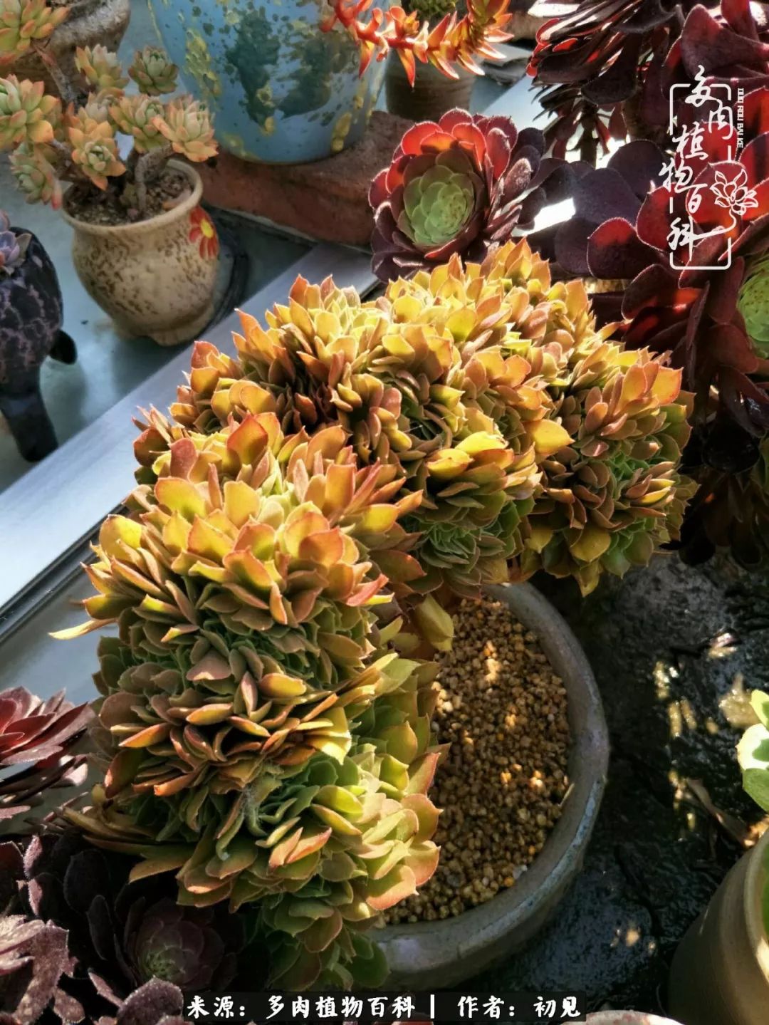 紧张焦虑高考,高考紧张时刻有你陪伴