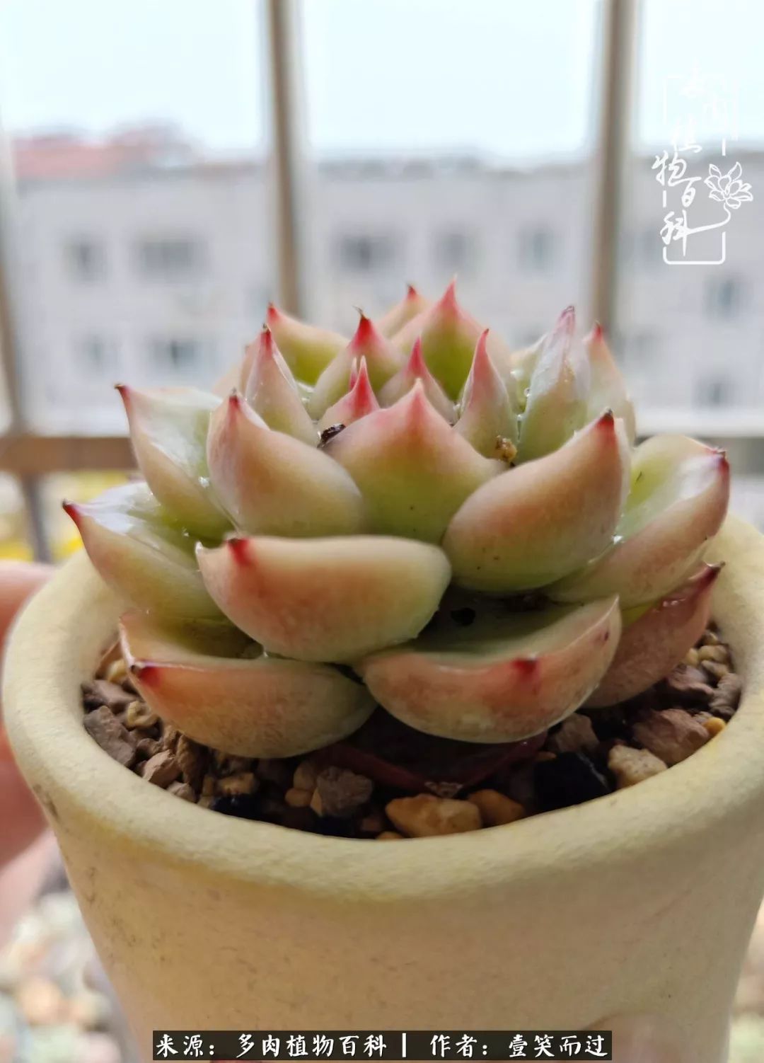 跌入神坛的多肉,跌入凡间的精灵舞蹈完整版