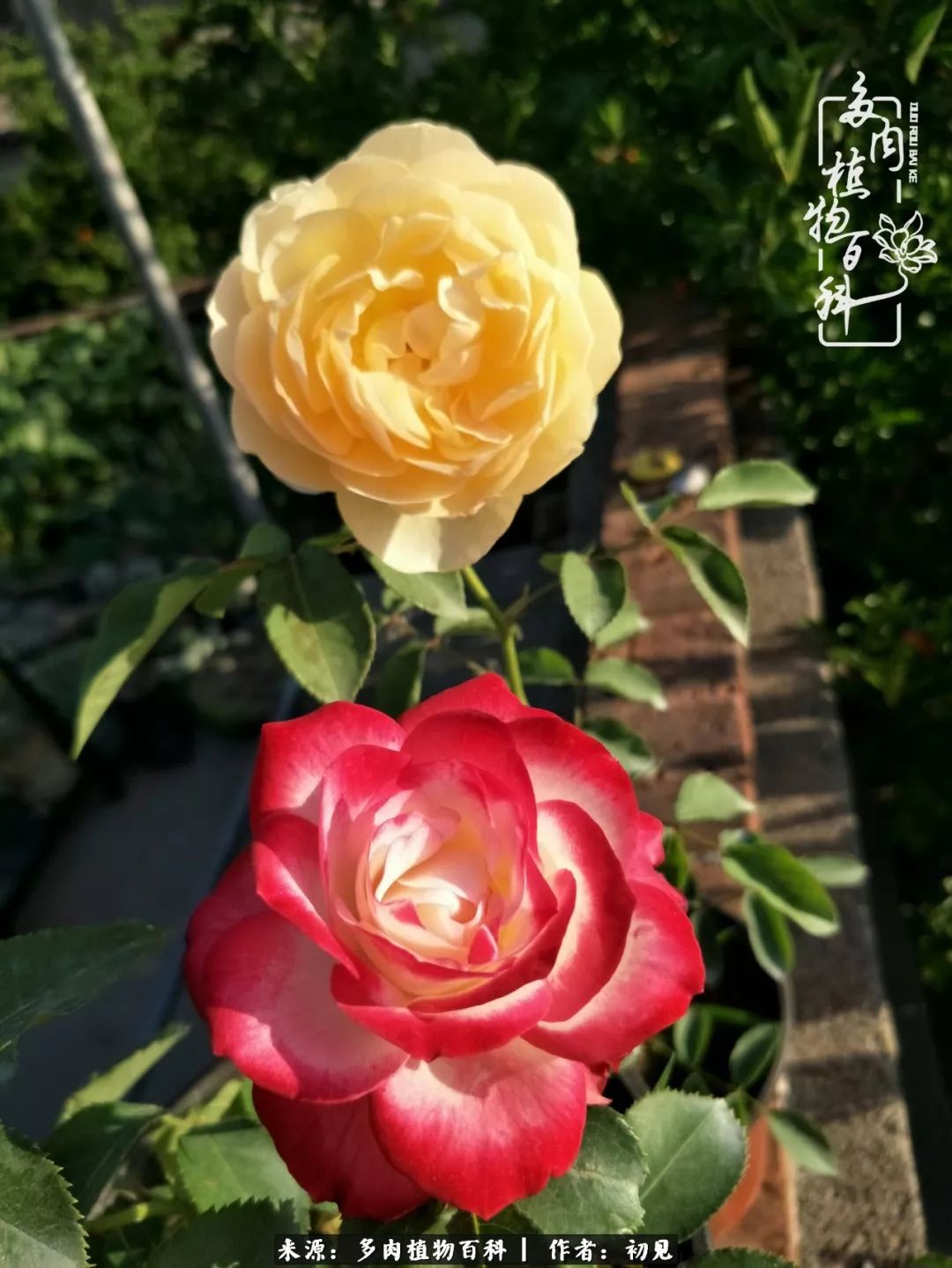 紧张焦虑高考,高考紧张时刻有你陪伴