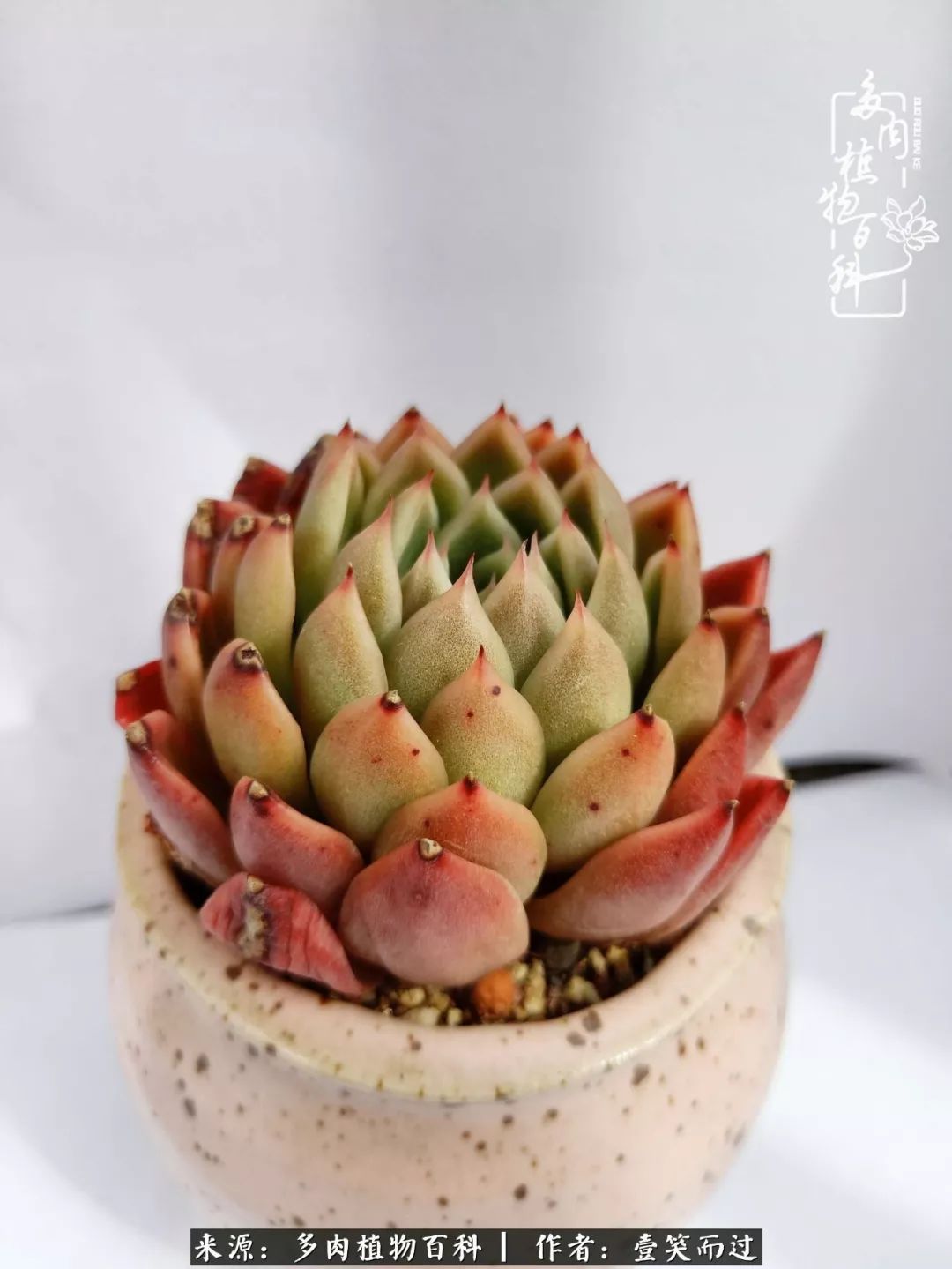 跌入神坛的多肉,跌入凡间的精灵舞蹈完整版