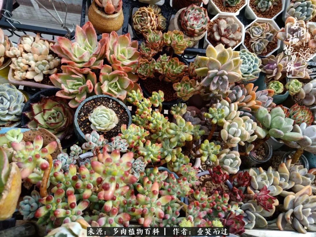 跌入神坛的多肉,跌入凡间的精灵舞蹈完整版