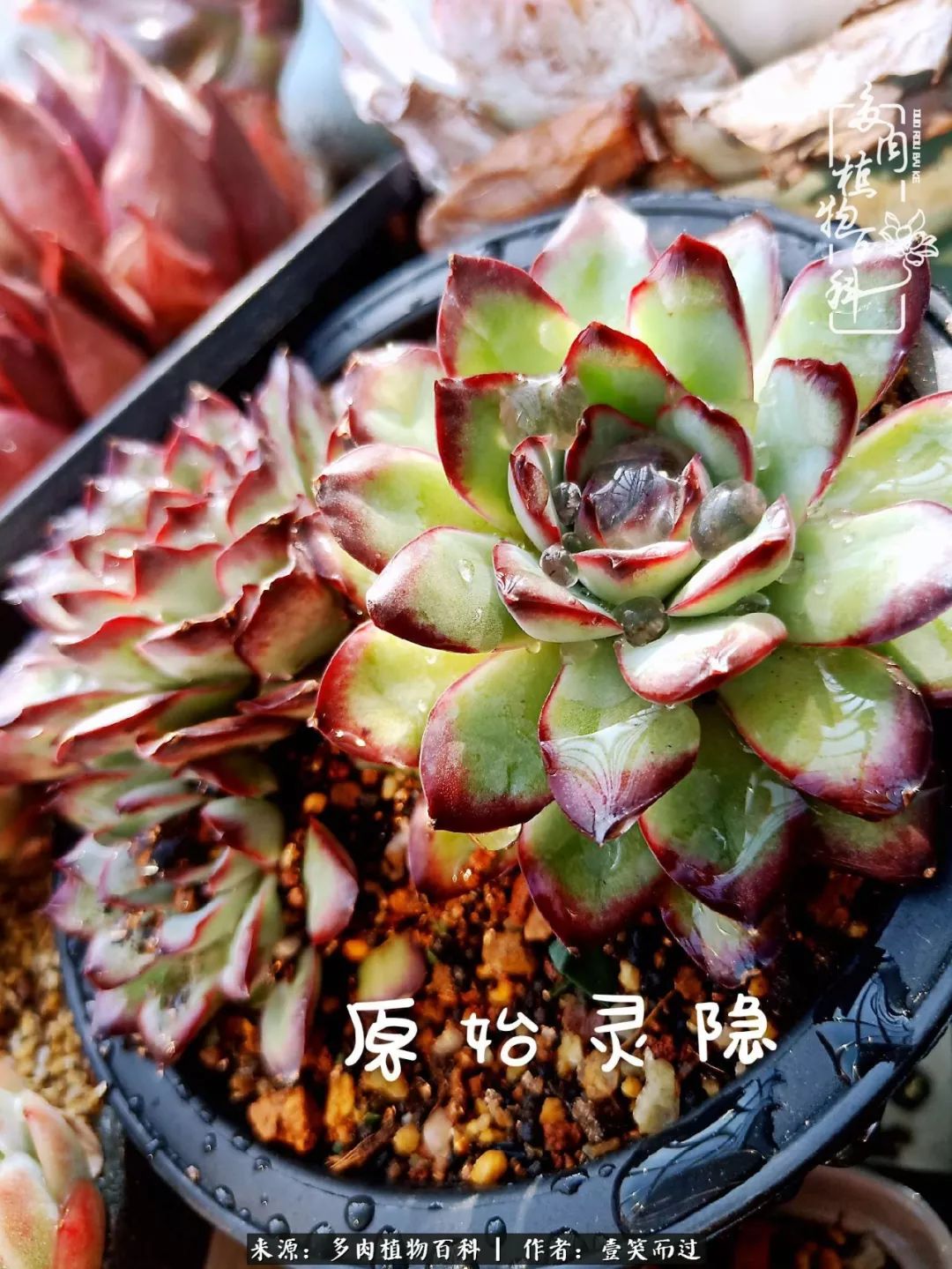 跌入神坛的多肉,跌入凡间的精灵舞蹈完整版