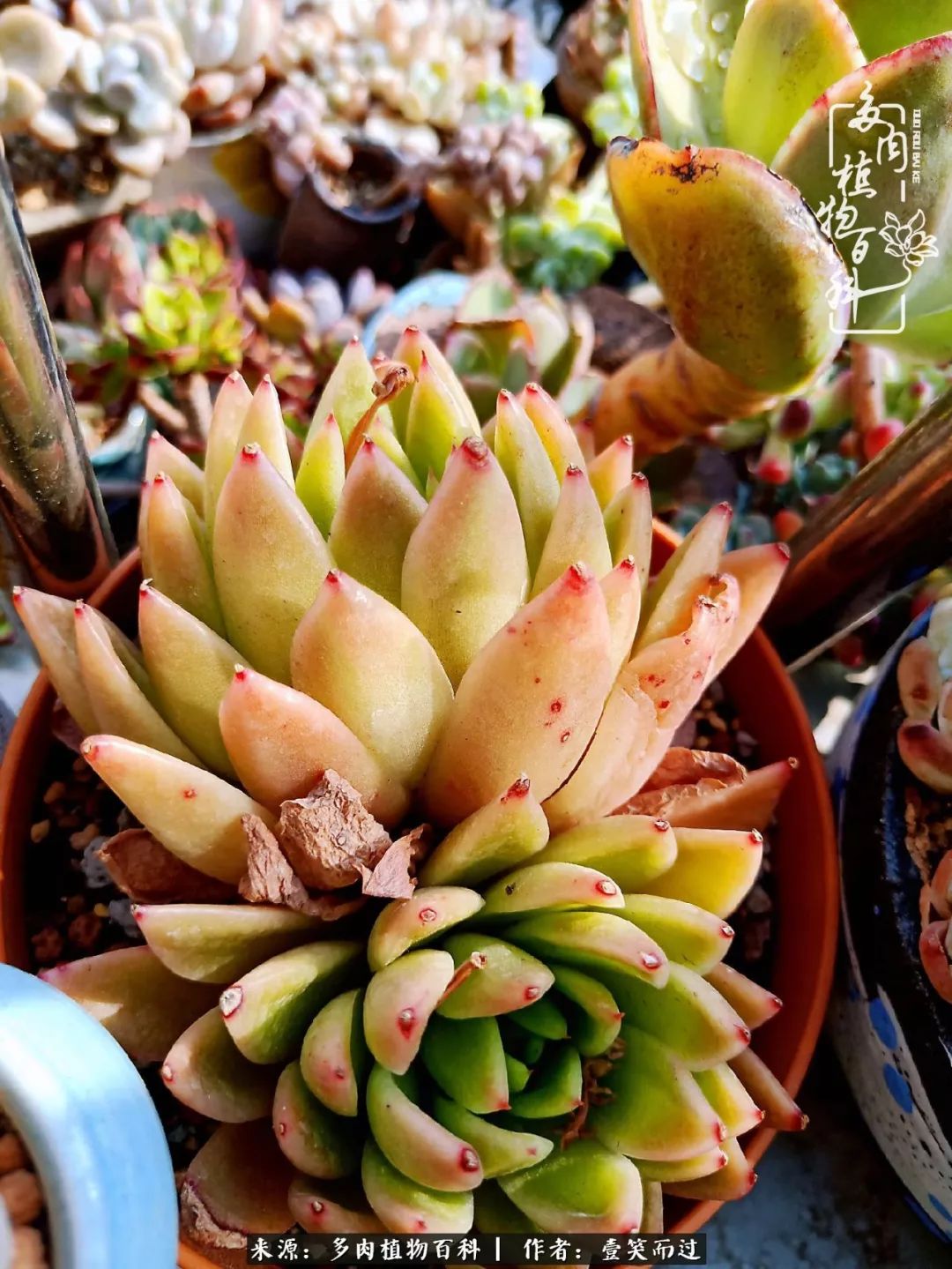 跌入神坛的多肉,跌入凡间的精灵舞蹈完整版