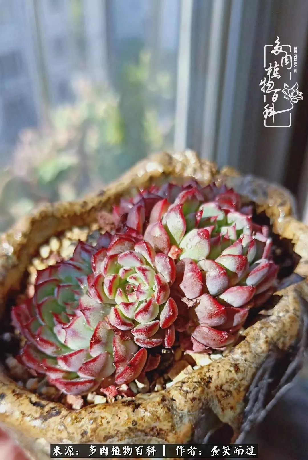 跌入神坛的多肉,跌入凡间的精灵舞蹈完整版