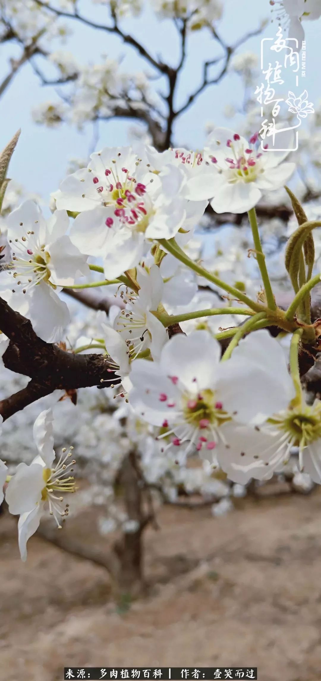 跌入神坛的多肉,跌入凡间的精灵舞蹈完整版