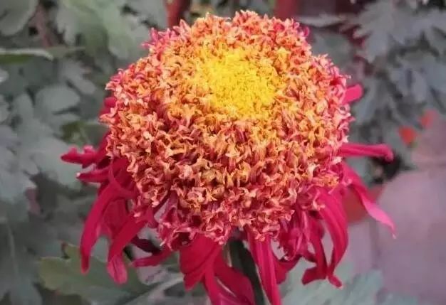 世界最美菊花图整整80种太珍贵了,世界上最美的菊花叫什么名字