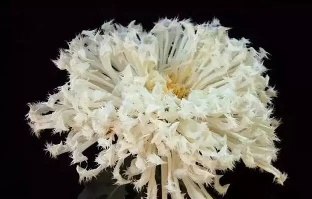 世界最美菊花图整整80种太珍贵了,世界上最美的菊花叫什么名字