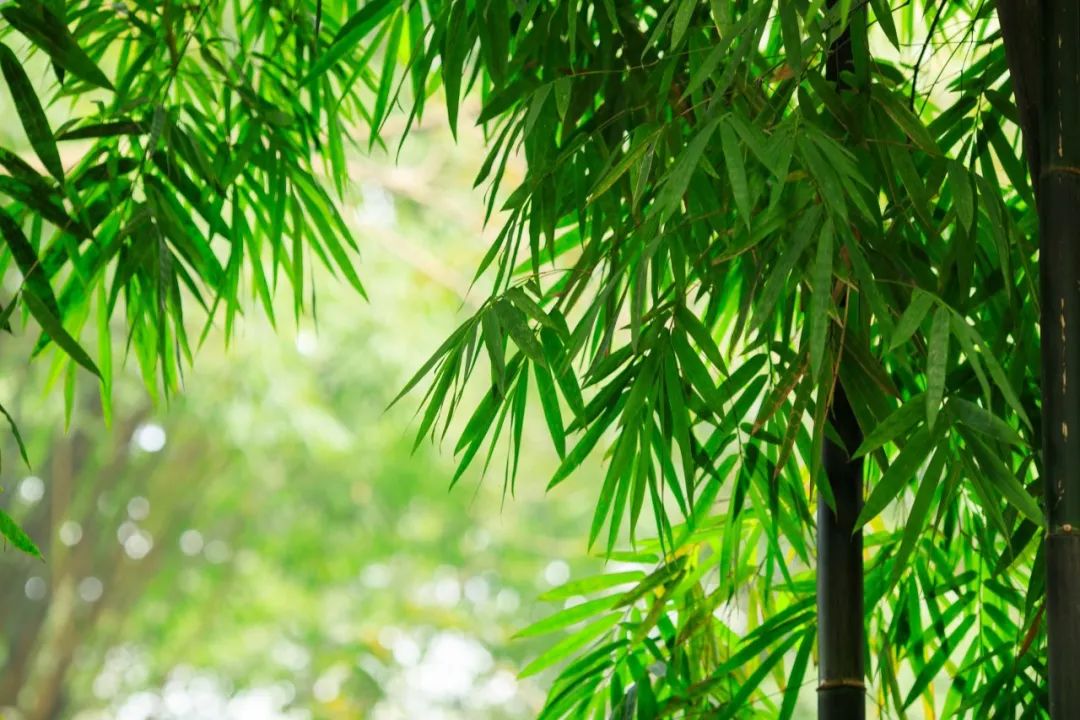 夏天最美十首诗词,100首入夏诗词带你清凉一夏