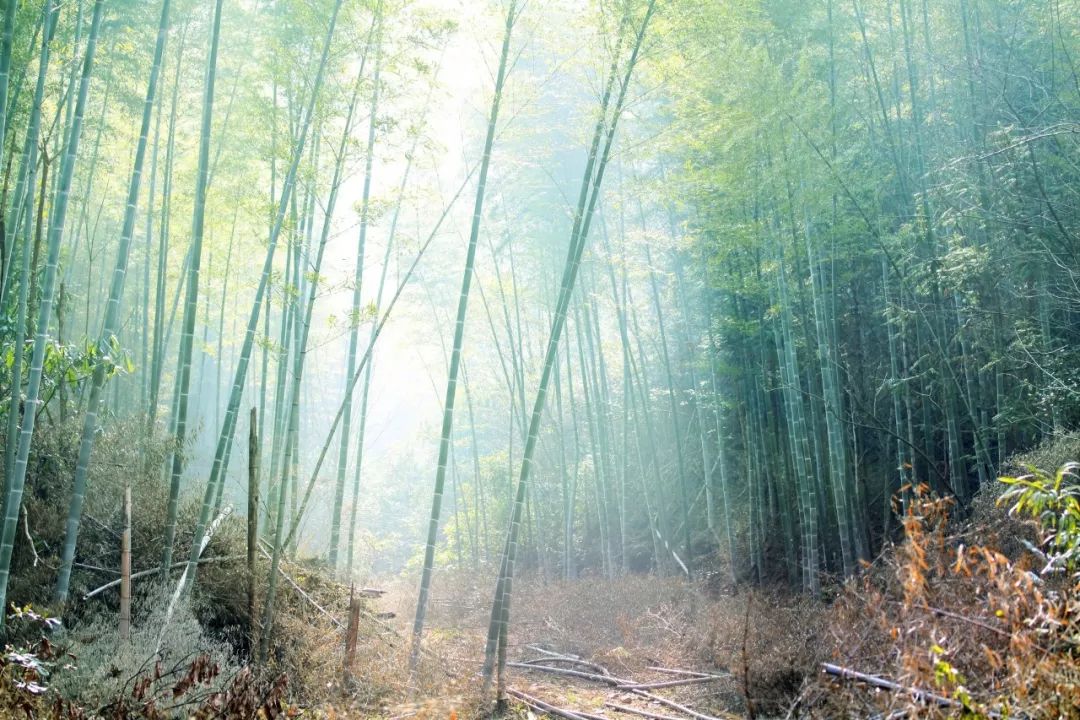 夏天最美十首诗词,100首入夏诗词带你清凉一夏