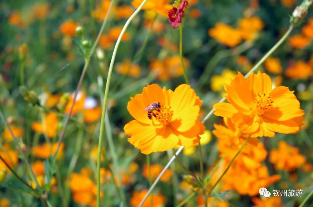 钦州花卉小镇旅游攻略,北部湾花卉小镇最佳观赏时间