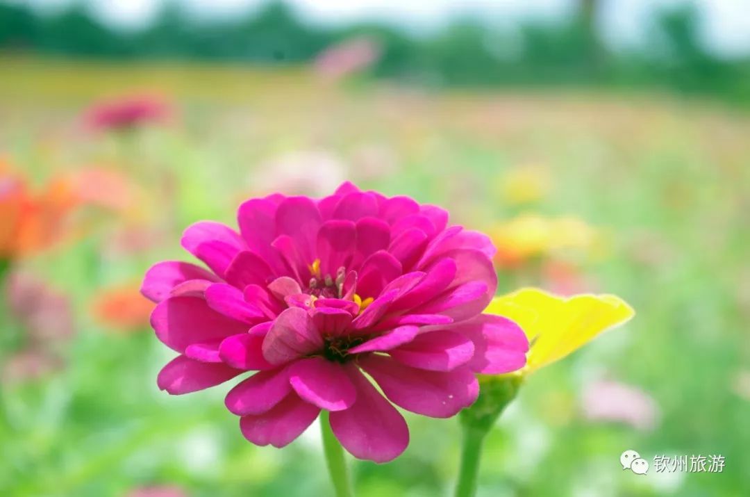 钦州花卉小镇旅游攻略,北部湾花卉小镇最佳观赏时间