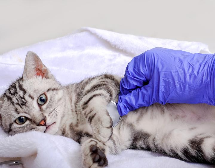 诊疗费比人贵多了宠物医疗市场乱象何时休?