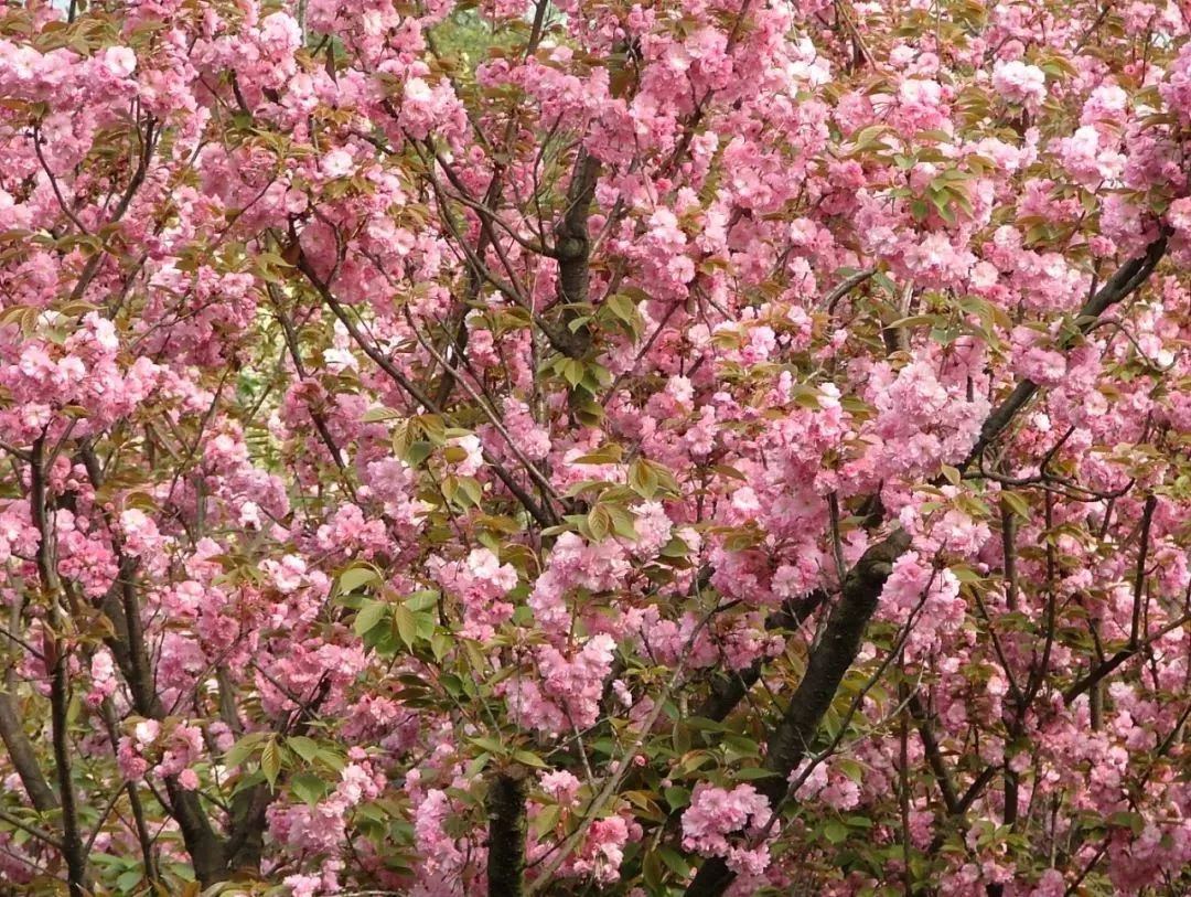 寻龙山团购,寻龙谷19.9门票购买