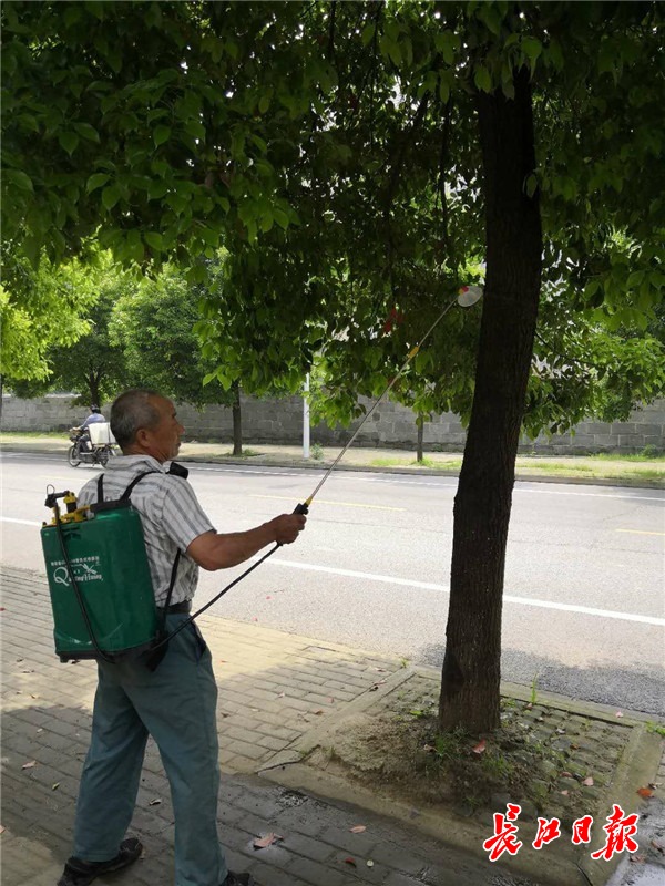 大香樟树树干生虫如何治疗,香樟树生病