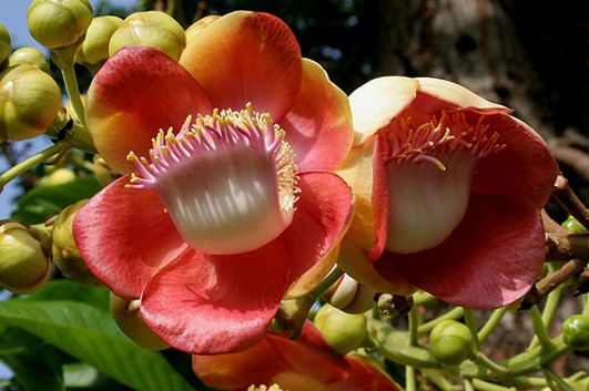 世界上真的有炮弹树吗,炮弹树能吃吗