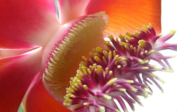 世界上真的有炮弹树吗,炮弹树能吃吗