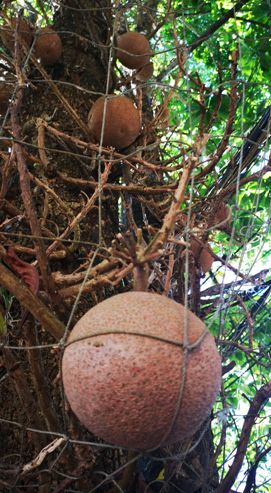 世界上真的有炮弹树吗,炮弹树能吃吗