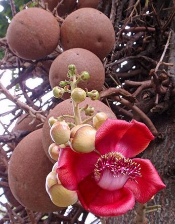 世界上真的有炮弹树吗,炮弹树能吃吗