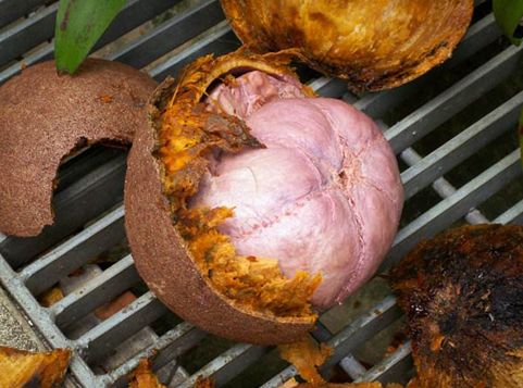 世界上真的有炮弹树吗,炮弹树能吃吗