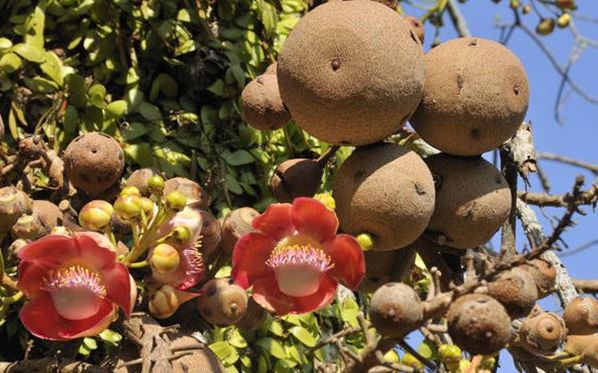 世界上真的有炮弹树吗,炮弹树能吃吗