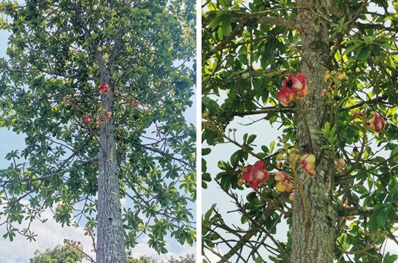 世界上真的有炮弹树吗,炮弹树能吃吗