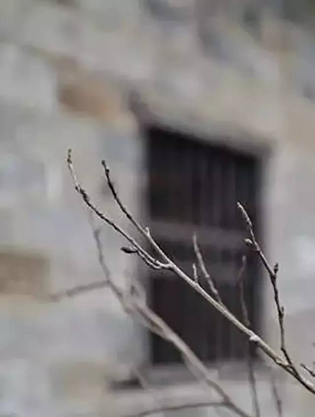 吴昌硕图章图片,吴昌硕诗书画印的特点有哪些