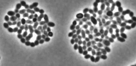 Boom！！杀菌就是爆炸！哈佛科学家终于揭开青霉素炸开细菌的50年谜题丨科学大发现