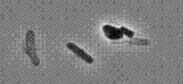 Boom！！杀菌就是爆炸！哈佛科学家终于揭开青霉素炸开细菌的50年谜题丨科学大发现