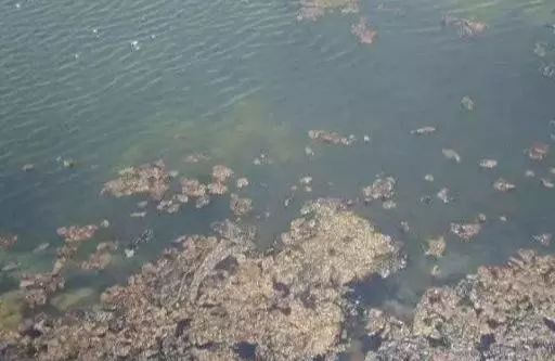 池塘浮泥皮要怎么处理,池塘起泥皮怎么处理