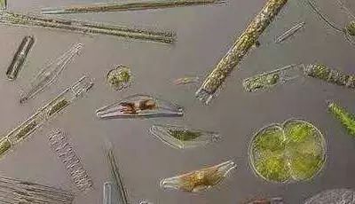 池塘浮泥皮要怎么处理,池塘起泥皮怎么处理