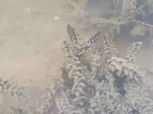 池塘浮泥皮要怎么处理,池塘起泥皮怎么处理