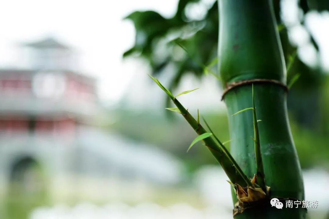 狮山公园春游,南宁狮山公园观竹赏荷