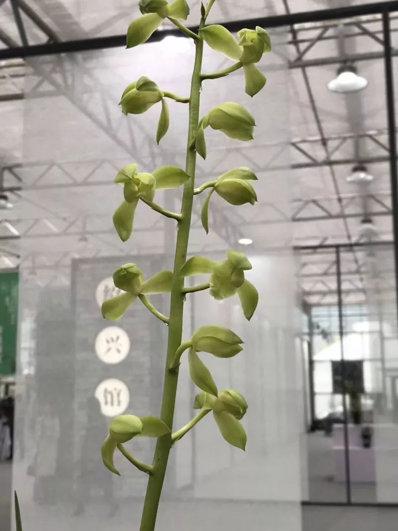 兰花总是黄叶干枯怎么办,兰花一浇水叶子就发黄怎么办