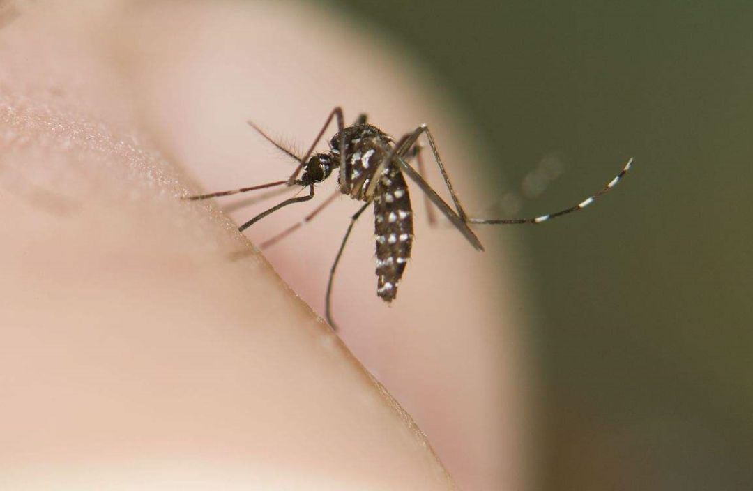 登革热高发期预防知识,登革热高发季节防蚊吗