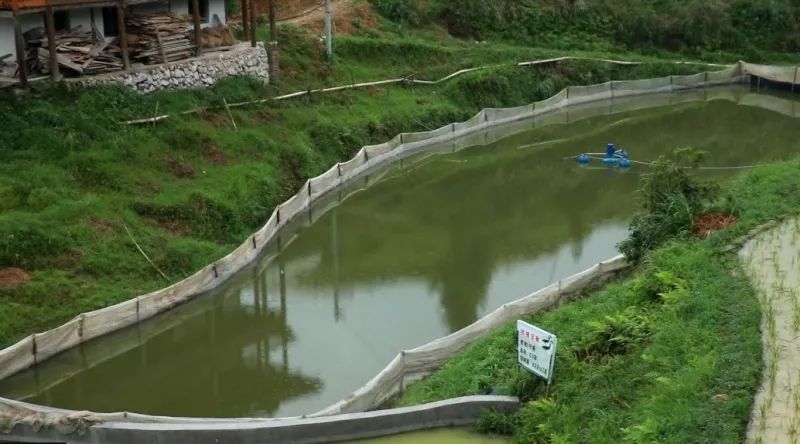 一盆泥鳅的财富密码,养殖小泥鳅一亩赚多少钱