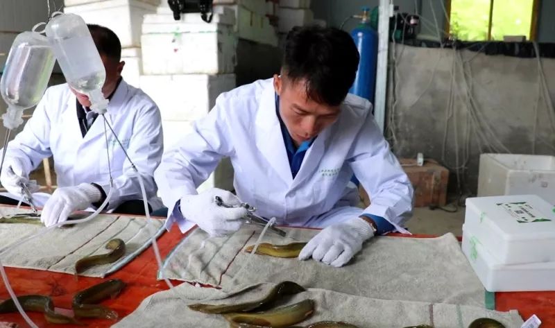 一盆泥鳅的财富密码,养殖小泥鳅一亩赚多少钱