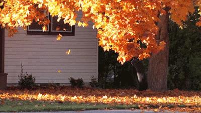 关于秋天的好词好段作文,三年级秋天好词好句好段摘抄大全