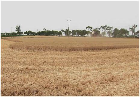 玉米秸秆1万吨利润,1万元秸秆生意