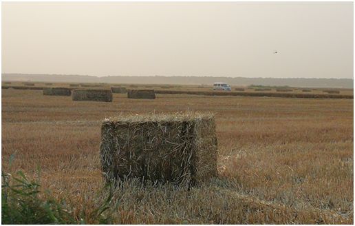 玉米秸秆1万吨利润,1万元秸秆生意