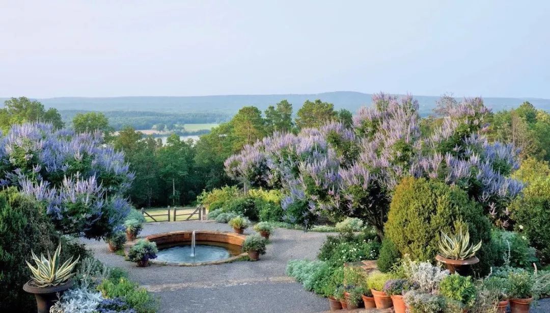 薰衣草怎么养开花图片,薰衣草门廊月季耐热耐寒吗