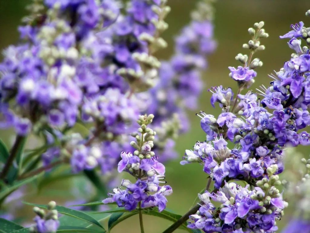 薰衣草怎么养开花图片,薰衣草门廊月季耐热耐寒吗