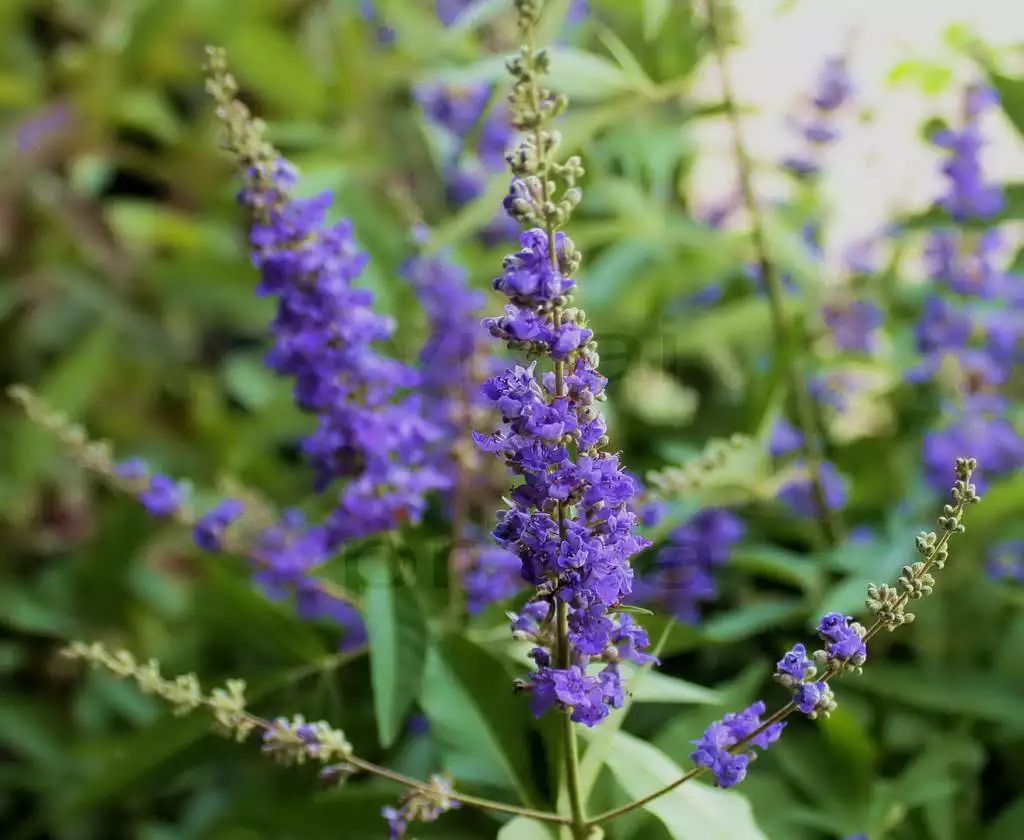 薰衣草怎么养开花图片,薰衣草门廊月季耐热耐寒吗